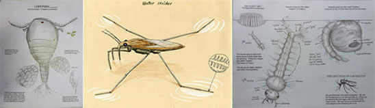 sampleswaterstridermosquito_000